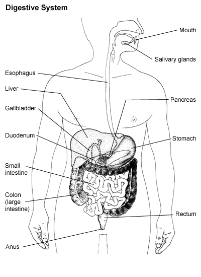 organs in the digestive system